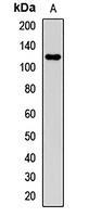 CD162 Rabbit Polyclonal Antibody