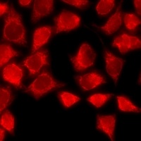 CD162 Rabbit Polyclonal Antibody