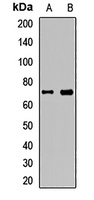 CD132 Rabbit Polyclonal Antibody