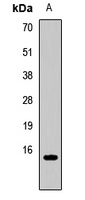 CCL21 Rabbit Polyclonal Antibody