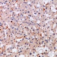 CCL21 Rabbit Polyclonal Antibody
