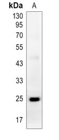 IL-13 Rabbit Polyclonal Antibody
