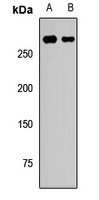 CHD3 Rabbit Polyclonal Antibody