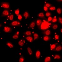 Histone H3 (TriMethyl-K27) Rabbit Polyclonal Antibody