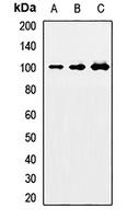 NEDD9 Rabbit Polyclonal Antibody