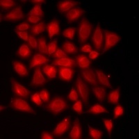 NEDD9 Rabbit Polyclonal Antibody