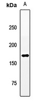 MAPKBP1 Rabbit Polyclonal Antibody