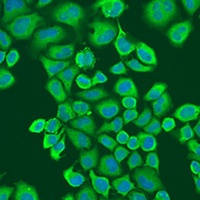 IGF2BP2 Rabbit Polyclonal Antibody