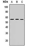 PEG10 Rabbit Polyclonal Antibody