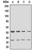 GFRA2 Rabbit Polyclonal Antibody