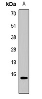 Histone H3 (MonoMethyl-R26) Rabbit Polyclonal Antibody