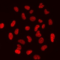 Histone H3 (MonoMethyl-R26) Rabbit Polyclonal Antibody