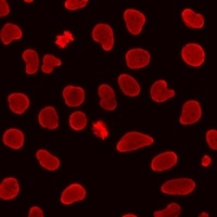 Histone H3 (MonoMethyl-R26) Rabbit Polyclonal Antibody