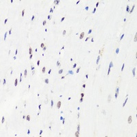 Histone H3 (MonoMethyl-R26) Rabbit Polyclonal Antibody