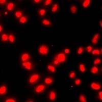 Histone H3 (MonoMethyl-R26) Rabbit Polyclonal Antibody