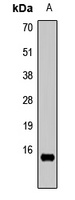 Histone H3 (MonoMethyl-R26) Rabbit Polyclonal Antibody