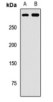 SETD2 Rabbit Polyclonal Antibody
