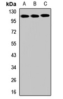 SLITRK6 Rabbit Polyclonal Antibody