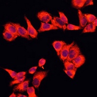 RhoGAP5 Rabbit Polyclonal Antibody