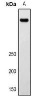 LRP2 Rabbit Polyclonal Antibody