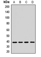 ASNA1 Rabbit Polyclonal Antibody