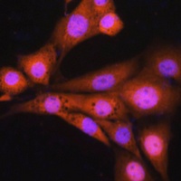 ASNA1 Rabbit Polyclonal Antibody