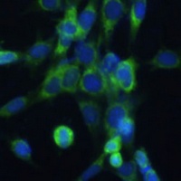 COX6A1 Rabbit Polyclonal Antibody