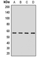 HMGCS1 Rabbit Polyclonal Antibody