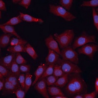 HMGCS1 Rabbit Polyclonal Antibody