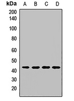 EIF3G Rabbit Polyclonal Antibody