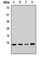 RPL23 Rabbit Polyclonal Antibody