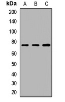 GTPBP4 Rabbit Polyclonal Antibody