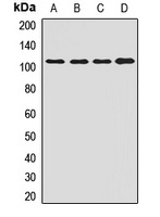 ORP-3 Rabbit Polyclonal Antibody