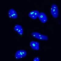 NOP58 Rabbit Polyclonal Antibody