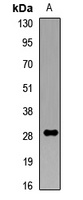 Collectin 11 Rabbit Polyclonal Antibody