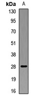 MOG Rabbit Polyclonal Antibody