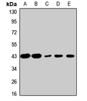 EBP1 Rabbit Polyclonal Antibody