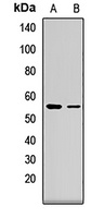 FZR1 Rabbit Polyclonal Antibody