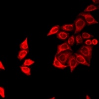 FZR1 Rabbit Polyclonal Antibody