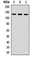AREB6 Rabbit Polyclonal Antibody