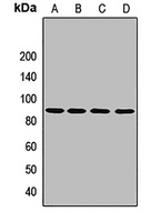 Granulin Rabbit Polyclonal Antibody