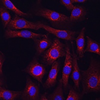 Granulin Rabbit Polyclonal Antibody