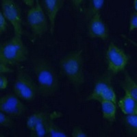 EIF1AX Rabbit Polyclonal Antibody