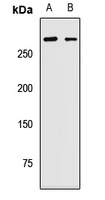 PRPF8 Rabbit Polyclonal Antibody