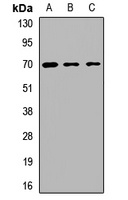 BS69 Rabbit Polyclonal Antibody
