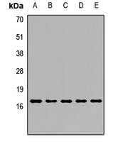 Peroxiredoxin 5 Rabbit Polyclonal Antibody