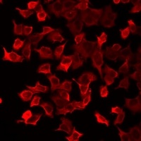 Peroxiredoxin 5 Rabbit Polyclonal Antibody
