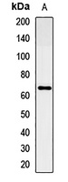 PTP IA-2 Rabbit Polyclonal Antibody