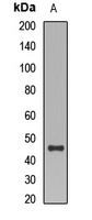 CD177 Rabbit Polyclonal Antibody