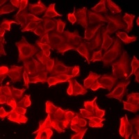 FABP6 Rabbit Polyclonal Antibody